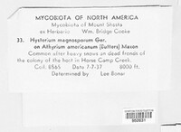 Hysterium magnosporum image